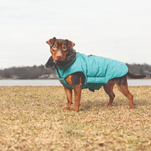 dgs outerwear, dog gone smart, repelz-it jackets, dog jackets, DGS Tamarack Jacket, sea green