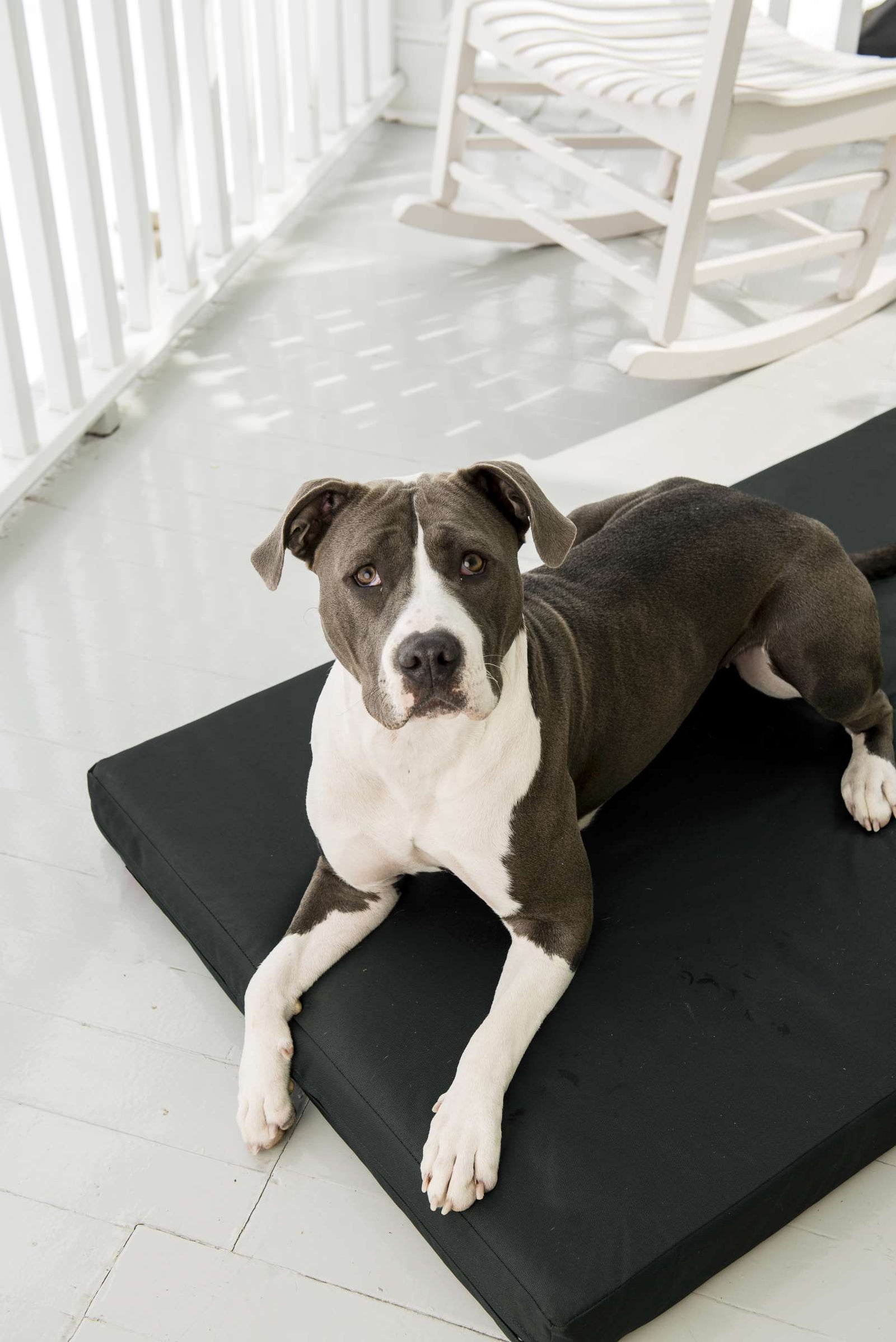 Ninja Chew Proof Bed