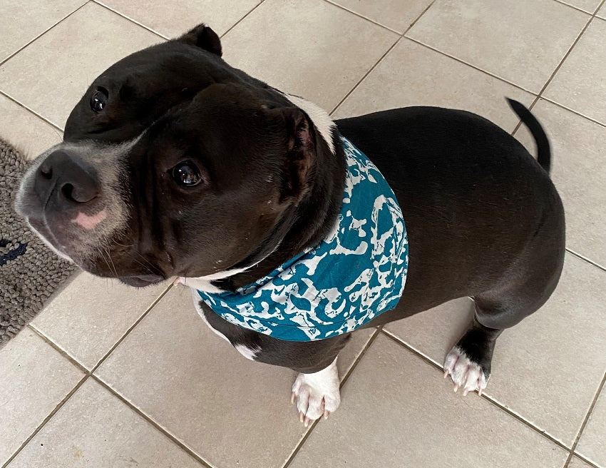 UnBugz It Bandanas DGS Pet Products