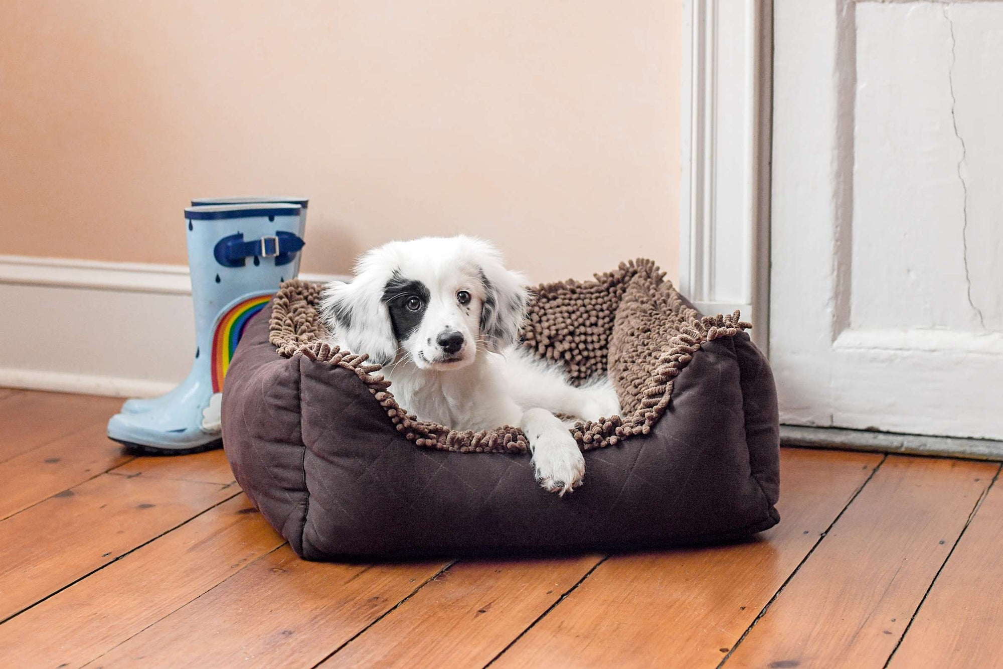 Dirty Dog Lounger Bed DGS Pet Products