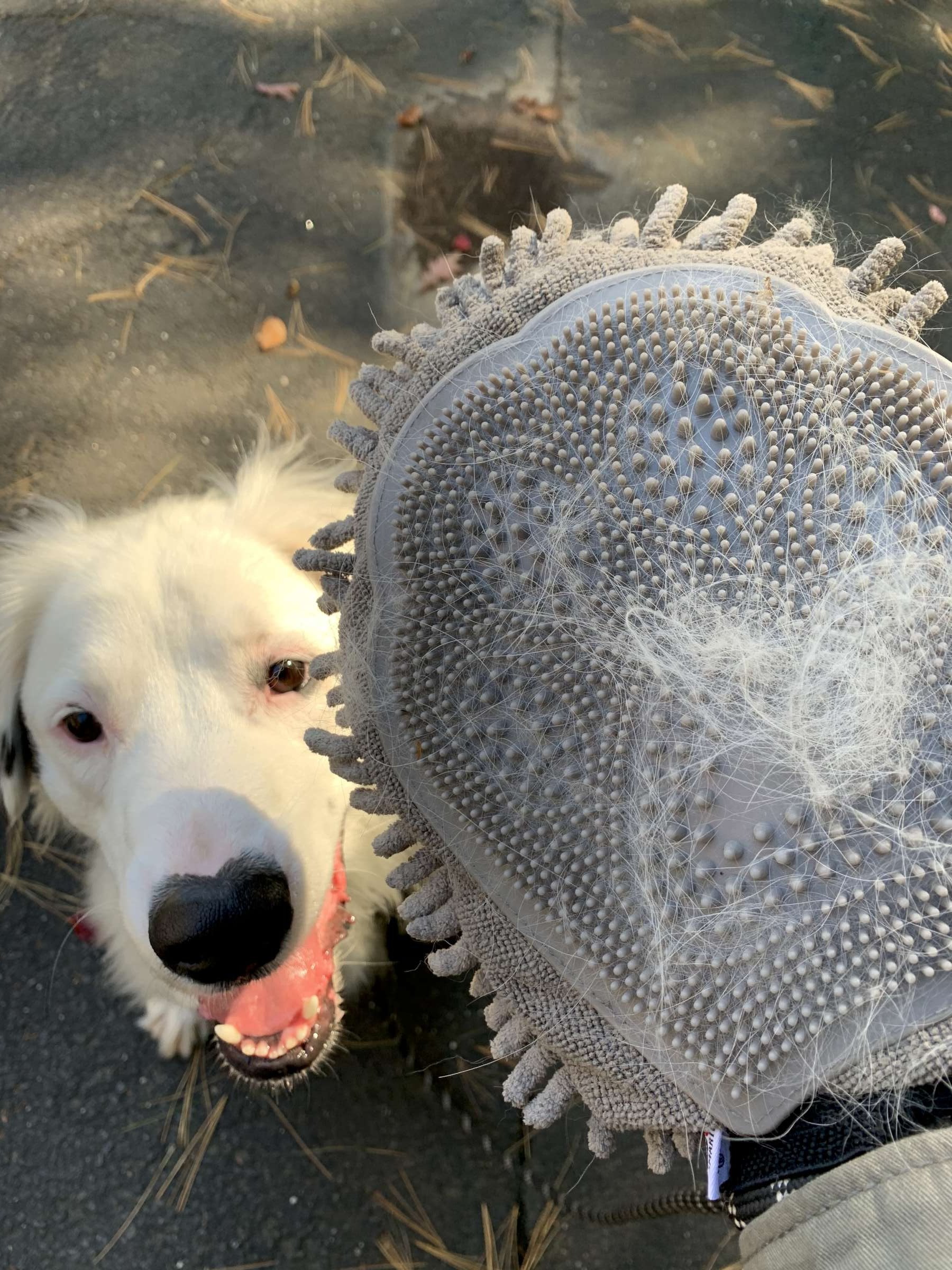 Dirty Dog Cleaning Crew