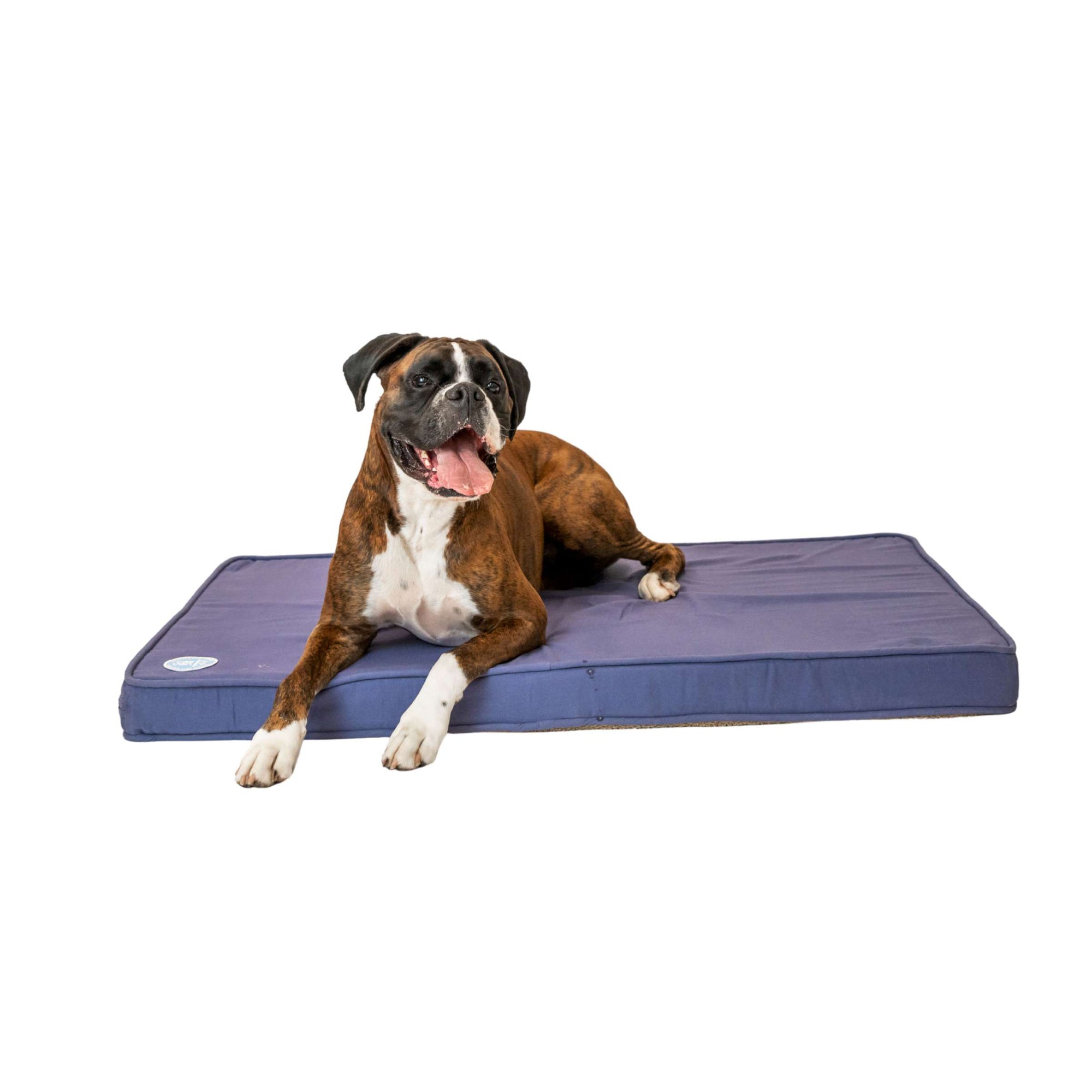 Why Do Dogs Chew Their Beds?