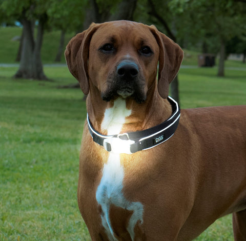 LED collar, LED dog collar, light up collar, visibility collar, dog collar, meteor collar
