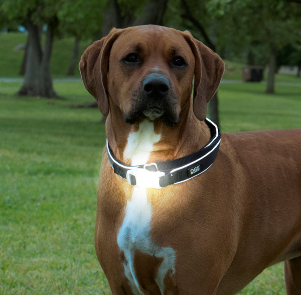 LED Dog Collar, Australia's Coolest Pet Supplies